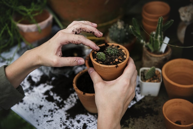Dreamlike Plant Environments